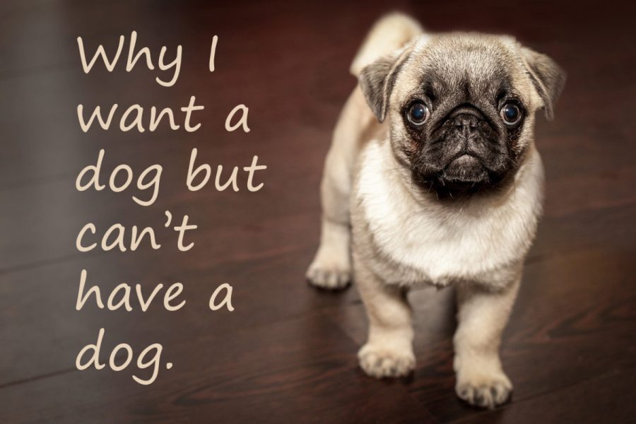 Pug Puppy Why I want a dog but can't have a dog