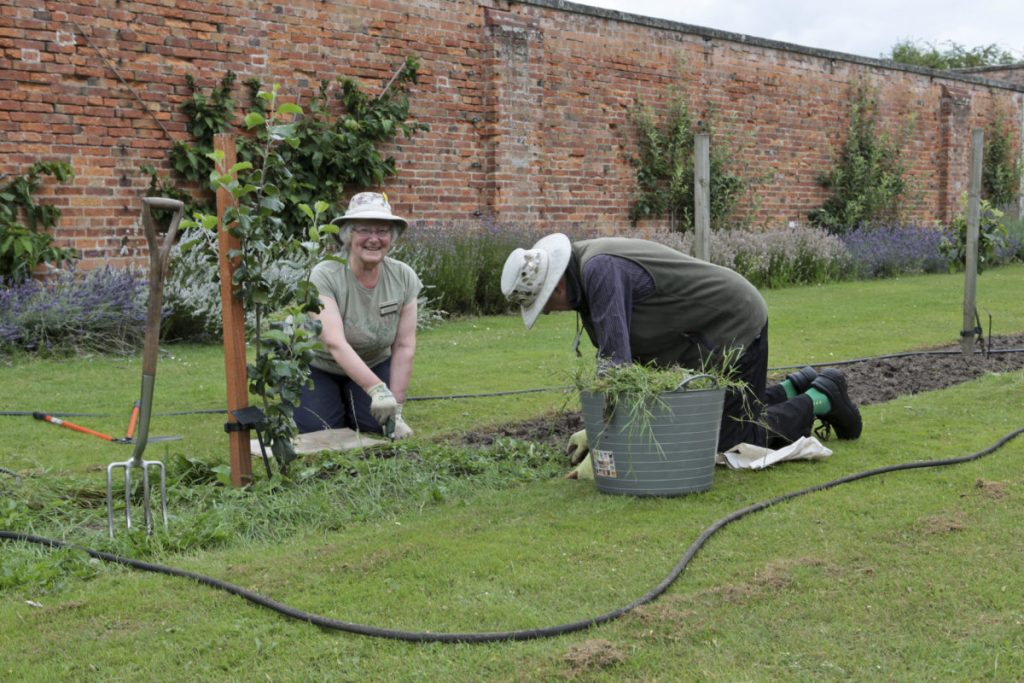 A male and female gardener on their knees tending the weeds in the borders of one of the areas of the walled garden (a wall is behind them) at Clumber Park National Trust Property