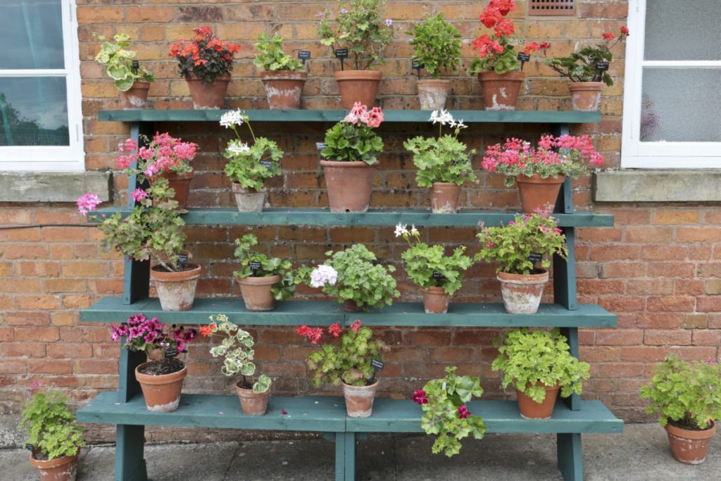 The Plant Theatre in CLumber Park Walled garden. Rows of potted plants on stair like shelves that are against a brick wall. The display changes from time to time to showcase different plants and flowers.